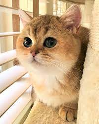 Scottish Fold And British Kittens For Sale Long And Short Hair Located In Florida -- 480 - 1400 I Cat Scottish Fold Scottish Fold Kittens Scottish Fold