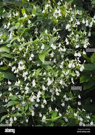 Image result for Rhinacanthus zambesiacus