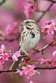 Song Sparrow Melospiza Melodia A Common American Songbird Photo Bill Leaman Bird Species Colorful Birds Bird Art