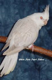 Cockatiel Yellow Bird With Red Cheeks White Face Pearl Fallow Cockatiel