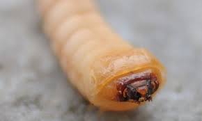 180 Wood Boring Insects Ideas Insects Wood Woodworm Treatment