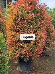 Image result for Eugenia natalitia
