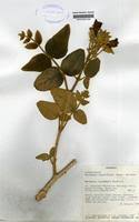 Image result for Markhamia obtusifolia