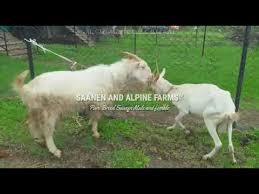 Top tips most beginners prefer not to buy a male goat to breed with since breeding can be tricky, and. Best Young Saanen Goat Prospective Successor Is Farmed Youtube