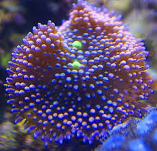 Natürliche blaue korallen sind auch an gesunden korallenriffen eine seltenheit. Ricordia Meerestiere Anemone Korallen