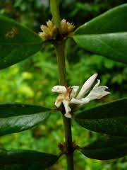 Image result for Craterispermum schweinfurthii