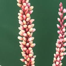 Image result for Persicaria barbata
