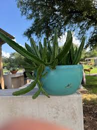 Image result for Stylochaeton puberulus