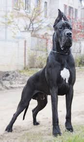 Absolutely Beautiful European Style Notice The Large Head Muzzle And Bulky Muscular Body Black Great Dane From Russi Great Dane Dogs Black Great Danes Dogs