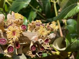 Ho'omaluhia botanical garden (nl) botanische tuin in hawaï (nl) jardin botanico ho'omaluhia, jardín botanico. Hoomaluhia Botanical Garden Home Facebook