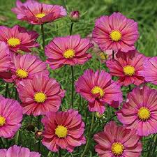 Pin On Gardening