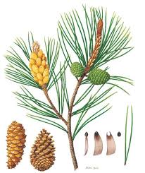 Le Pin Maritime Herbier Botanique Planche Botanique