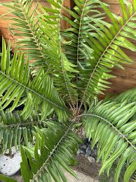 Image result for Encephalartos gratus