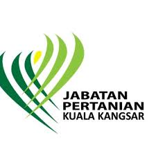 This rubber tree still stands today in the compound of the kuala kangsar city hall (majlis perbandaran kuala kangsar). Pejabat Pertanian Daerah Kuala Kangsar Pertaniankuale Twitter
