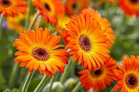 Image result for Gerbera