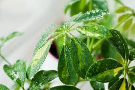 Der philodendron stammt aus den südamerikanischen regenwäldern, was beim anblick seiner großen, palmartigen blätter in glänzendem grün ersichtlich ist. Funf Zimmerpflanzen Die Schnell Wachsen