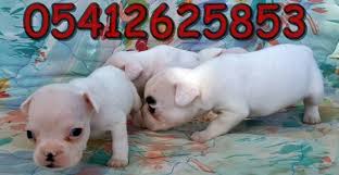 Korsan Fransiz Bulldog Bulldog Fransiz Bulldog Fransiz Bulldog Yavrulari
