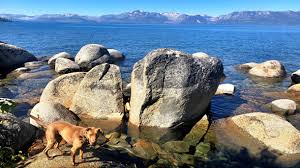 The west side of kiva beach is set back further from the water offering sandy beach space but does back against baldwin. Dog Friendly Beaches In South Lake Tahoe Hotel Azure