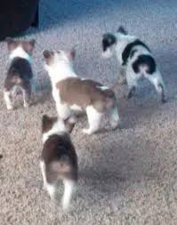 Cowboy corgi puppies for sale in colorado. Cowboy Corgis Ready For Their New Homes For Sale In Avondale Colorado Classified Americanlisted Com
