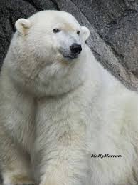 Polar Bears Live In The Arctic Near The North Pole Polar Bear Polar Bear Polar Bears International Bear