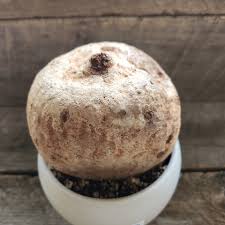 Image result for Ipomoea bolusiana