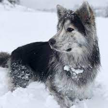 Great pyrenees adoption and rescue. 23 Malamute Mixes Which One Is The Best Crossbreed For You K9 Web