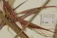 Image result for Hyparrhenia nyassae