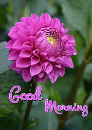 Pin On Good Morning
