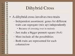 The f1 dihybrids were crossed to each other, a 3:1 ratio of one trait . Are You Dominate Or Recessive Ppt Download