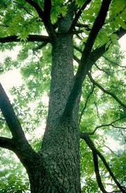 Image result for Carya illinoinensis