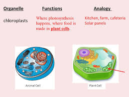 We did not find results for: Cell Structures Functions Essential Question How Do Our Cells Determine Who We Are Ppt Download