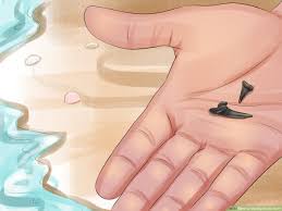 How To Identify Shark Teeth 15 Steps With Pictures Wikihow