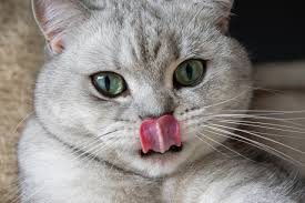 Cats can also lick you as a grooming behavior but they do recognize that humans aren't cats. Why Do Cats Lick Plastic Your Cat S Weird Plastic Obsession Explained