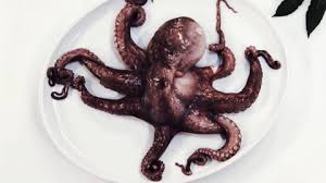 Oktopus Vorbereiten Oktopus Essen Und Trinken Weihnachtsessen