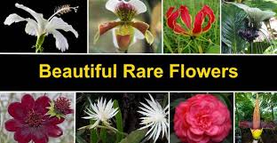 Click here for an easy to use glossary of flowers with photos and names of most flower favorites. Rare Flowers That Are Absolutely Beautiful With Pictures