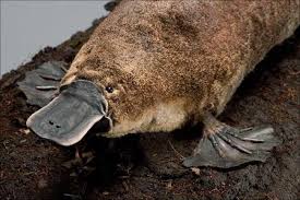 Their Front Feet Have Extra Skin That Acts Like A Paddle When The Animals Are Swimming When Platypuses Are On Funny Animal Names Animals Funny Animal Pictures