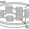 Plant cells contain chloroplasts and mitochondria. Https Encrypted Tbn0 Gstatic Com Images Q Tbn And9gcrmmeoqbbzo7plugsrmuu5ugwpvene N9zp1macvoqm75oqvpil Usqp Cau
