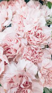 ✓ free for commercial use ✓ high quality images. 500 Pink Flowers Pictures Hd Download Free Images On Unsplash