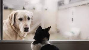 Let us know at info@airpets.in or call us on +919257123123 for the quick response. Stranded Pets Desperate Owners Split Up By Coronavirus Travel Curbs Travel Hindustan Times