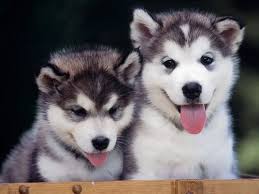 26,841 likes · 4 talking about this. Pinterest Schattig Dieren Wattpad