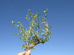 Image result for Oenothera indecora