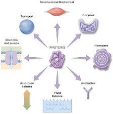 Protein Functions Mastering Biology Quiz