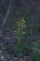 Image result for Satyrium kitimboense