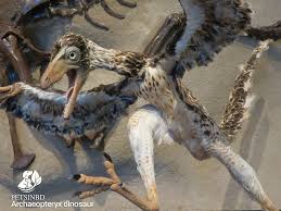 This birds are dinosaurs theory has become one of the dominant theories of evolution, since its introduction 20 years ago by john ostrom. Archaeopteryx Dinosaur Feathered Dinosaurs Bird Dinosaur