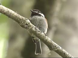 Daicus di daerah endemic kenagarian sungai pinang. Chestnut Backed Chickadee Identification All About Birds Cornell Lab Of Ornithology