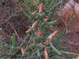 Image result for Halosarcia indica