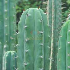 I bought a cute little cactus which i want in my room ( it has many windows and sunlight). Peruvian Torch Meskalin Kaktus Echinopsis Peruviana Mystic Grow 100 Samen