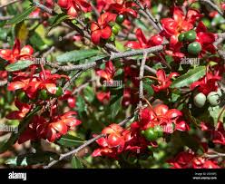 Image result for Ochnaceae