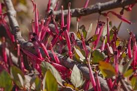 Image result for Tapinanthus oleifolius