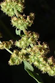 Image result for Rumex nepalensis